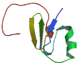 Ly1 Antibody Reactive Homolog (LYAR)