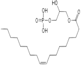 Lysophosphatidic Acid (LPA)