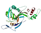 Macrophage Expressed Gene 1 Protein (MPG1)