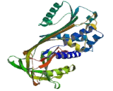 Mammary Serine Protease Inhibitor (Maspin)