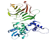 Matrix Metalloproteinase 17 (MMP17)