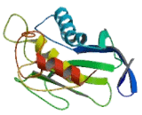 Matrix Metalloproteinase 25 (MMP25)