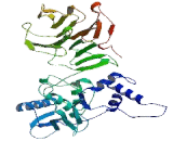 Matrix Metalloproteinase 27 (MMP27)