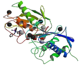 Matrix Metalloproteinase 3 (MMP3)