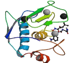 Matrix Metalloproteinase 8 (MMP8)