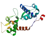 Melanoma Antigen Family D2 (MAGED2)