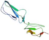 Membrane Cofactor Protein (MCP)