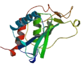 Meprin A Beta (MEP1b)