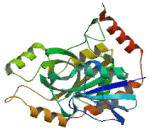 Methylthioadenosine Phosphorylase (MTAP)