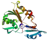 Methyltransferase Like Protein 21C (METTL21C)