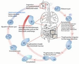 Parasitic Infection (PI)