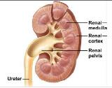 Acute Pyelonephritis (AP)