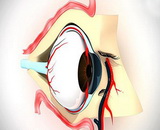 Retinopathy of Prematurity (ROP)