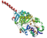 Monoamine Oxidase A (MAOA)