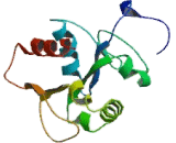 Myeloid Differentiation Factor 88 (MyD88)