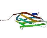 Myosin Binding Protein C, Slow Type (MYBPC1)