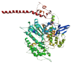 Myosin Heavy Chain 11, Smooth Muscle (MYH11)