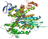 Myosin Heavy Chain 2 (MYH2)