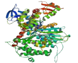 Myosin Heavy Chain 8, Skeletal Muscle, Perinatal (MYH8)