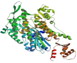 Myosin IA (MYO1A)