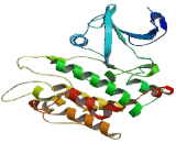 Myosin IIIB (MYO3B)
