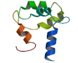 Myosin Light Chain 12B (MYL12B)