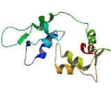 Myosin Light Chain 4, Alkali, Atrial, Embryonic (MYL4)