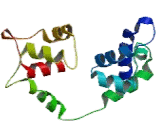 Myosin Light Chain 6B, Alkali, Smooth Muscle And Non Muscle (MYL6B)