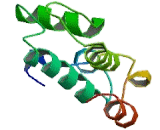 Myosin Light Chain Kinase 4 (MYLK4)