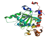 Myxovirus Resistance 1 (MX1)