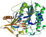 N-Acetylgalactosamine-6-Sulfatase (GALNS)