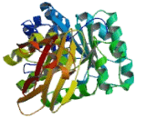 N-Acetylgalactosaminidase Alpha (NAGa)