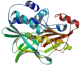 N-Acetyltransferase 2 (NAT2)