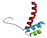 NK6 Homeobox Protein 1 (NKX6-1)