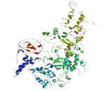 NLR Family, Pyrin Domain Containing Protein 7 (NLRP7)