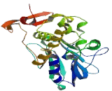 Nei Endonuclease VIII Like Protein 3 (NEIL3)