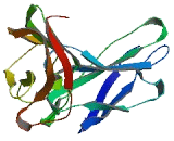 Neurofascin (NFASC)