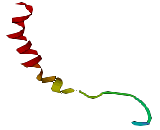 Neuropeptide S (NPS)