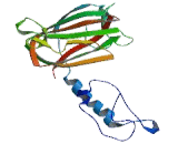 Neuropilin 1 (NRP1)