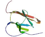 Neurotrophic Tyrosine Kinase Receptor Type 3 (NTRK3)