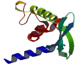 Neutrophil Cytosolic Factor 4 (NCF4)