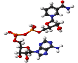 Nicotinamide Adenine Dinucleotide (NAD)