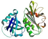 NADPH Oxidase 4 (NOX4)