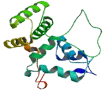 Nicotinamide Adenine Dinucleotide Phosphate Oxidase 5 (NOX5)