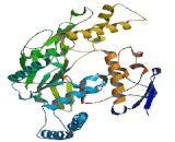 Nitric Oxide Synthase 2, Inducible (NOS2)