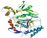 Endothelial NOS (eNOS)