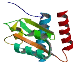 Non Histone Chromosome Protein 2 Like Protein 1 (NHP2L1)