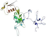 Non SMC Condensin II Complex Subunit H (NCAPH)