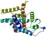 Nuclear Receptor Related Protein 1 (NURR1)