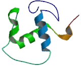 Nuclear Receptor Subfamily 1, Group D, Member 1 (NR1D1)